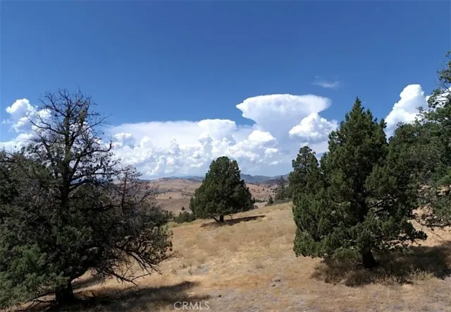 a view of a bunch of trees in the background