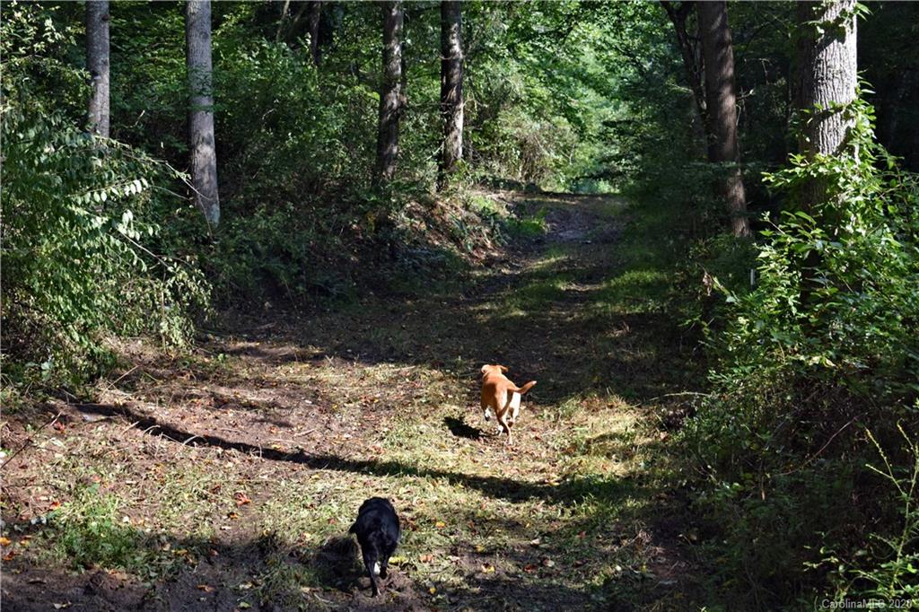 0 Rector Corner Road Marshall, NC 28753 - Photo 13 of 41