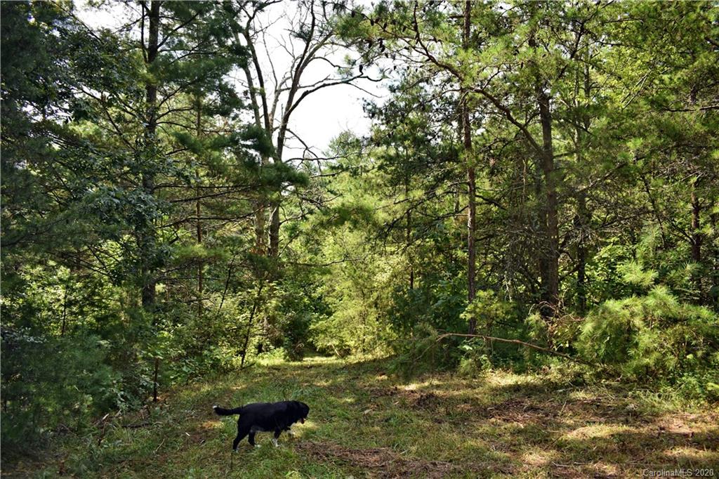 0 Rector Corner Road Marshall, NC 28753 - Photo 34 of 41