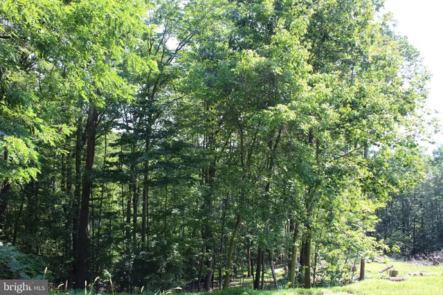 a view of a lush green forest