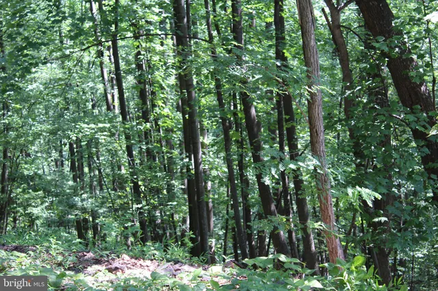 a view of a lush green forest with lots of trees