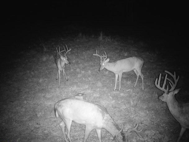 617 Road Birch Tree Mo 65438 Birch Tree, MO 65438 - Photo 1 of 47