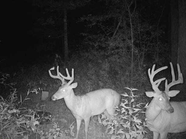 617 Road Birch Tree Mo 65438 Birch Tree, MO 65438 - Photo 14 of 47