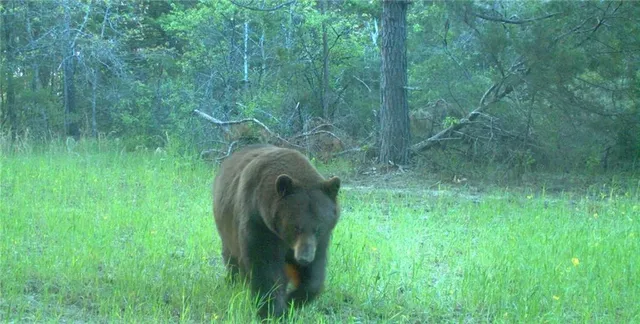 $668,000 | 617 Road Birch Tree Mo 65438, Birch Tree, MO 65438