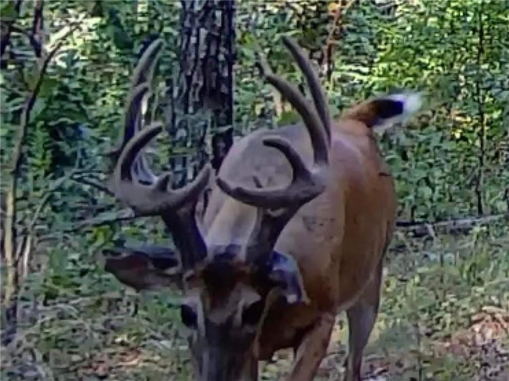 617 Road Birch Tree Mo 65438 Birch Tree, MO 65438 - Photo 22 of 47