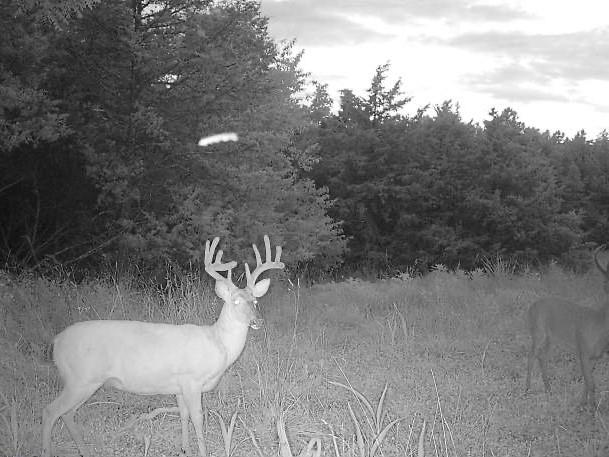 617 Road Birch Tree Mo 65438 Birch Tree, MO 65438 - Photo 24 of 47