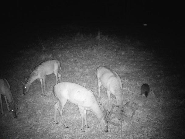 617 Road Birch Tree Mo 65438 Birch Tree, MO 65438 - Photo 29 of 47