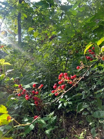 $668,000 | 617 Road Birch Tree Mo 65438, Birch Tree, MO 65438