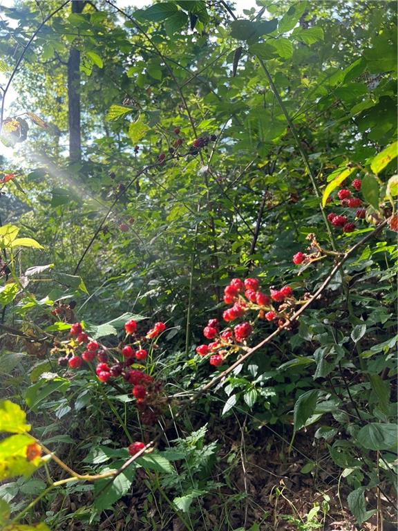 617 Road Birch Tree Mo 65438 Birch Tree, MO 65438 - Photo 32 of 47