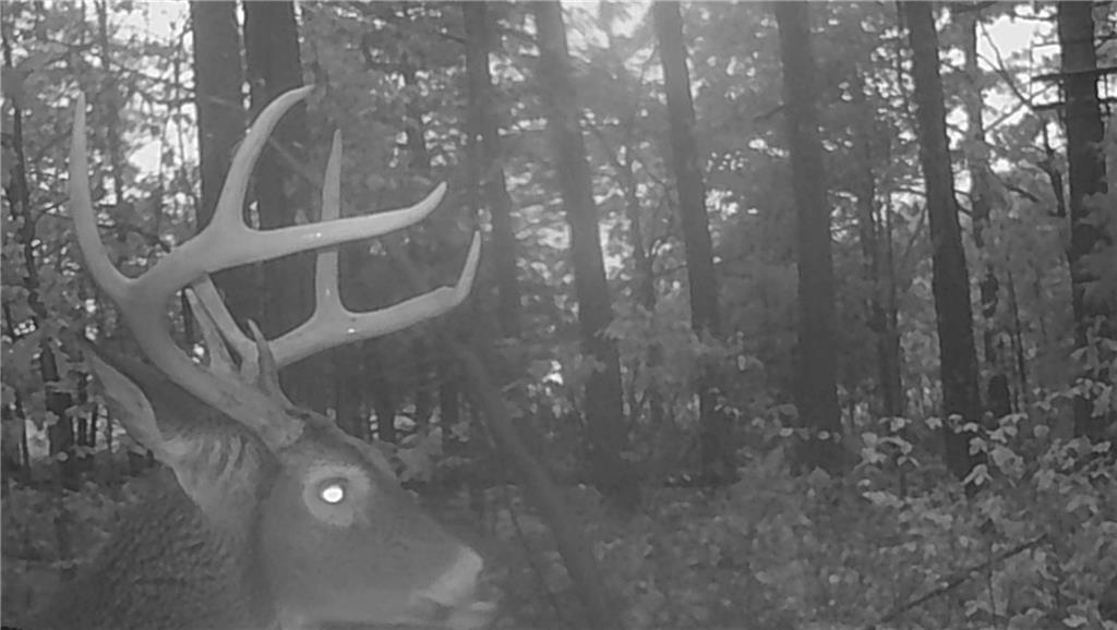 617 Road Birch Tree Mo 65438 Birch Tree, MO 65438 - Photo 33 of 47