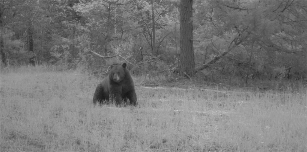 617 Road Birch Tree Mo 65438 Birch Tree, MO 65438 - Photo 34 of 47