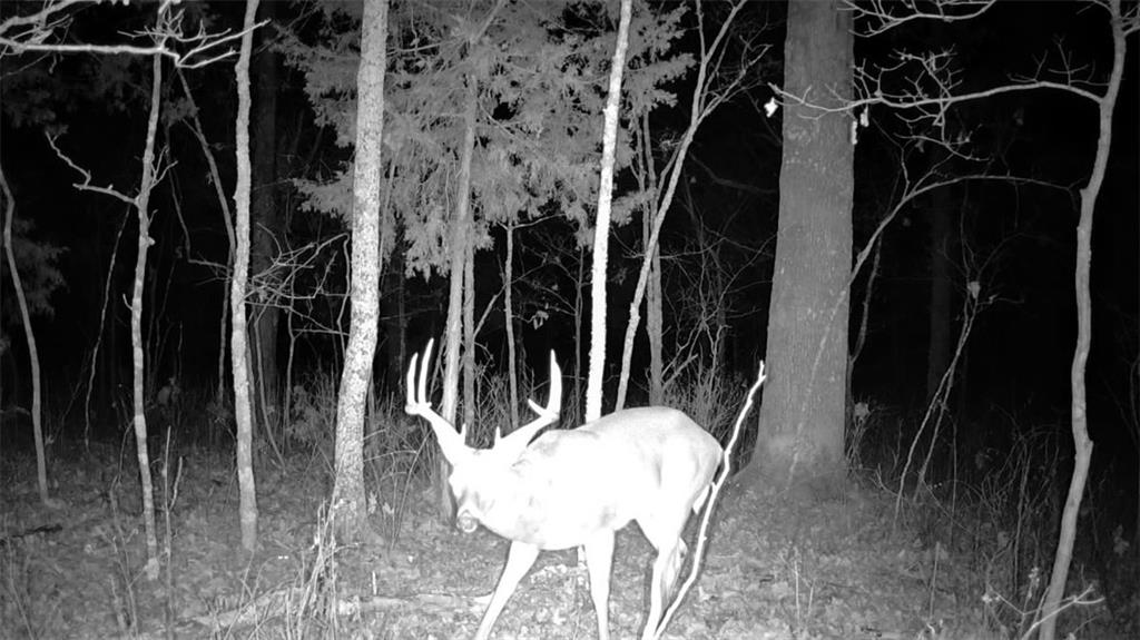 617 Road Birch Tree Mo 65438 Birch Tree, MO 65438 - Photo 35 of 47