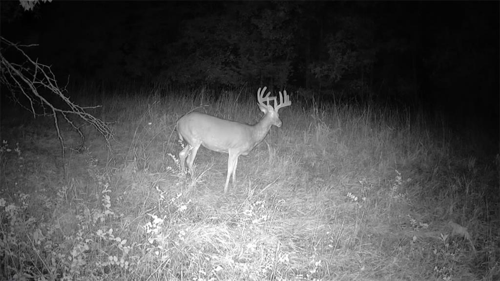 617 Road Birch Tree Mo 65438 Birch Tree, MO 65438 - Photo 36 of 47