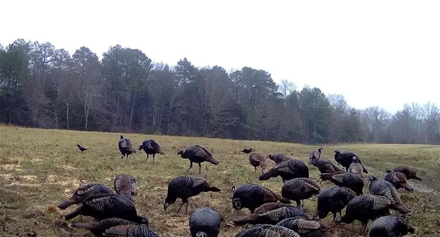 $668,000 | 617 Road Birch Tree Mo 65438, Birch Tree, MO 65438