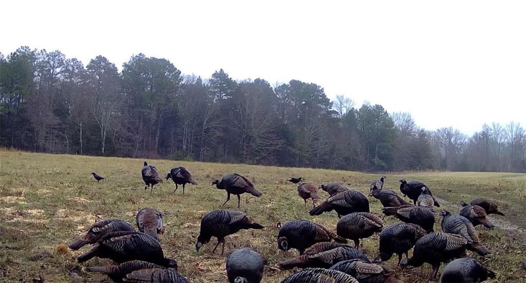 617 Road Birch Tree Mo 65438 Birch Tree, MO 65438 - Photo 37 of 47