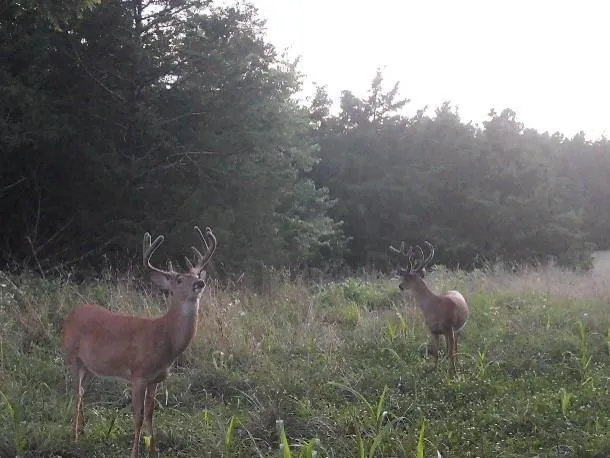 $668,000 | 617 Road Birch Tree Mo 65438, Birch Tree, MO 65438