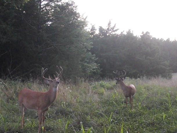 617 Road Birch Tree Mo 65438 Birch Tree, MO 65438 - Photo 38 of 47