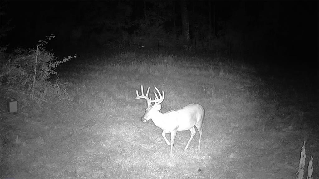 617 Road Birch Tree Mo 65438 Birch Tree, MO 65438 - Photo 39 of 47