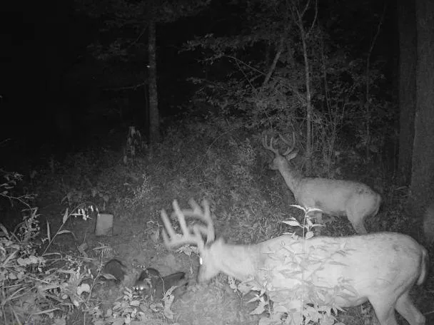 $668,000 | 617 Road Birch Tree Mo 65438, Birch Tree, MO 65438