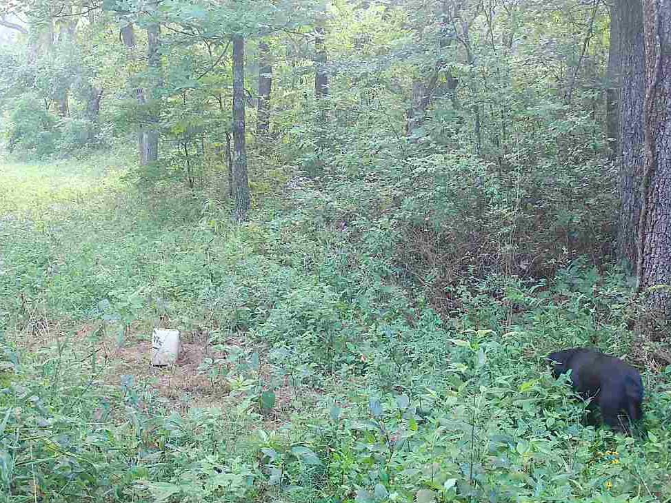 617 Road Birch Tree Mo 65438 Birch Tree, MO 65438 - Photo 41 of 47