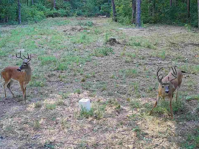 $668,000 | 617 Road Birch Tree Mo 65438, Birch Tree, MO 65438