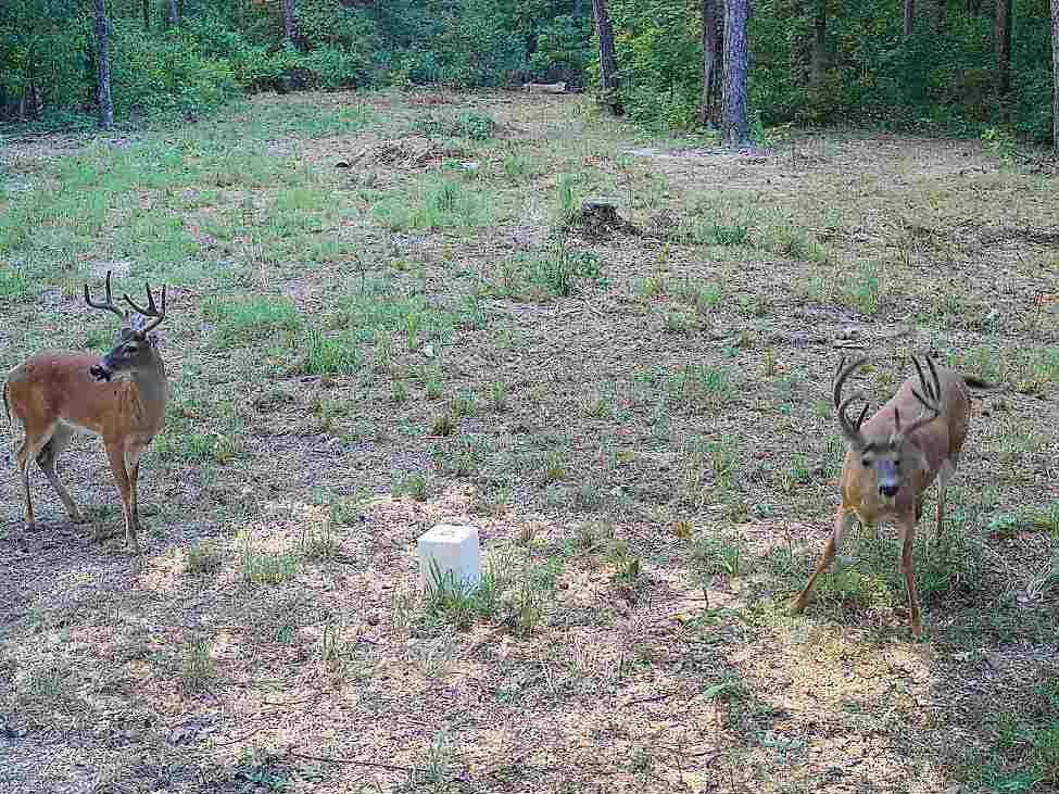 617 Road Birch Tree Mo 65438 Birch Tree, MO 65438 - Photo 42 of 47