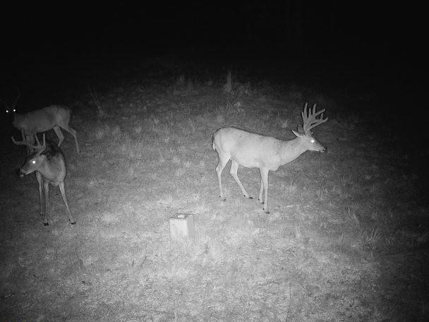 617 Road Birch Tree Mo 65438 Birch Tree, MO 65438 - Photo 43 of 47