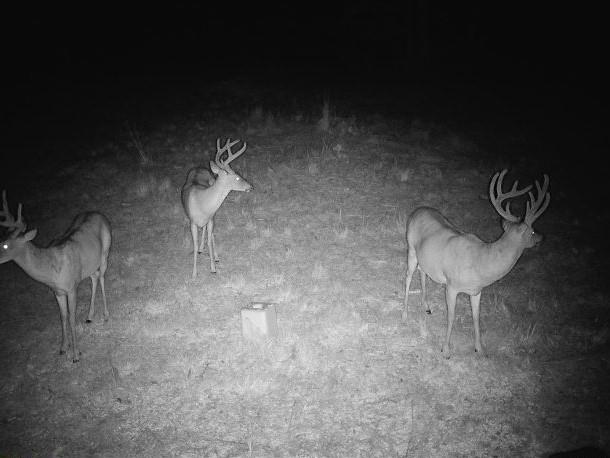 617 Road Birch Tree Mo 65438 Birch Tree, MO 65438 - Photo 45 of 47