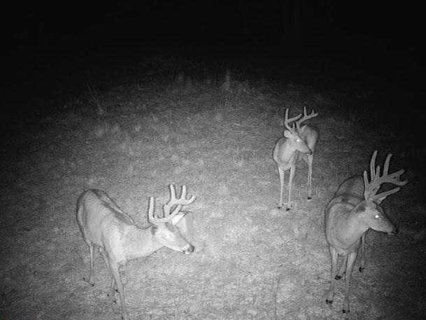 617 Road Birch Tree Mo 65438 Birch Tree, MO 65438 - Photo 46 of 47