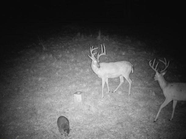 617 Road Birch Tree Mo 65438 Birch Tree, MO 65438 - Photo 47 of 47