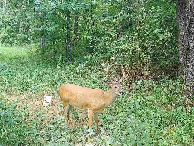 $668,000 | 617 Road Birch Tree Mo 65438, Birch Tree, MO 65438