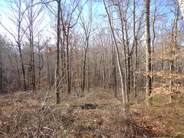 a view of backyard space