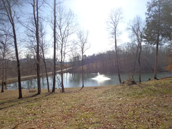 a street view with large trees