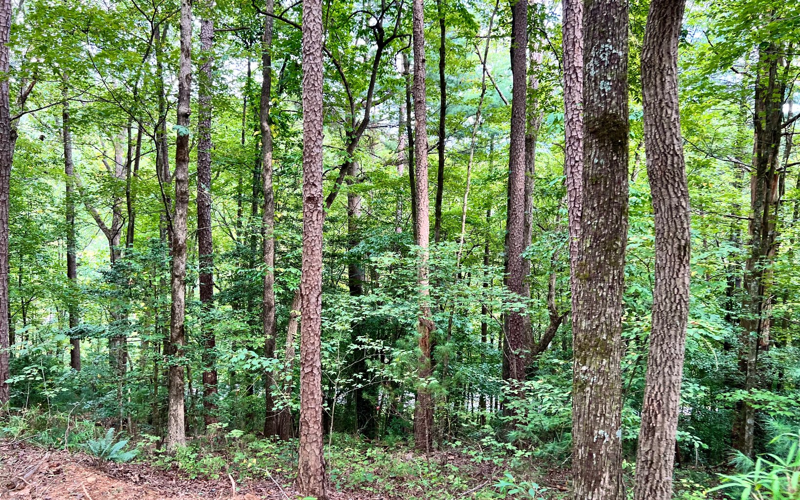 3799 Boardtown Road Ellijay, GA 30540 - Photo 3 of 10 Additional View