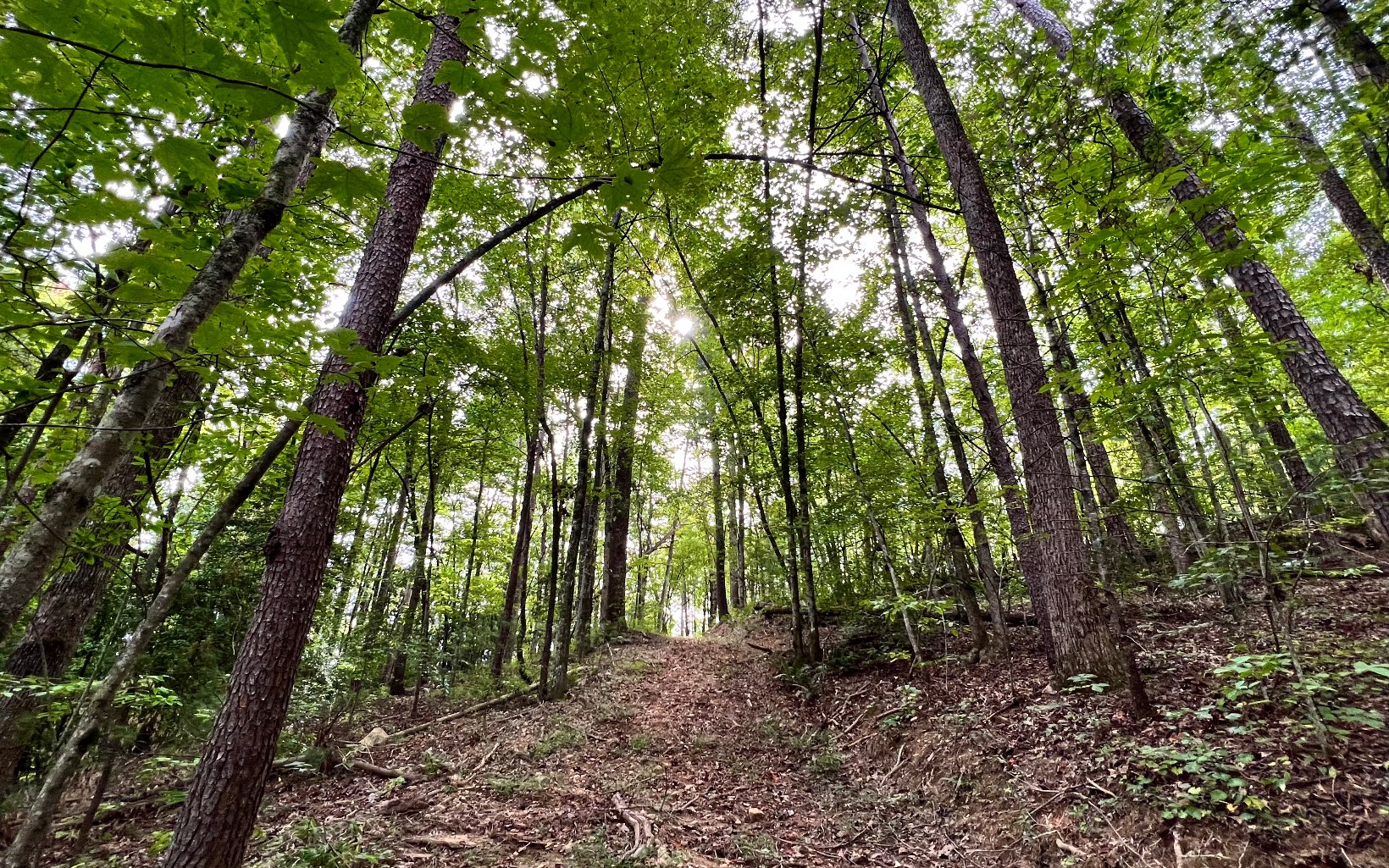 3799 Boardtown Road Ellijay, GA 30540 - Photo 6 of 10 Additional View