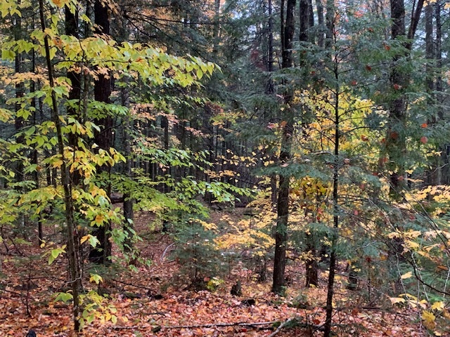 470 Middletown Road, Unit 81 Andover, VT 05143 - Photo 11 of 17