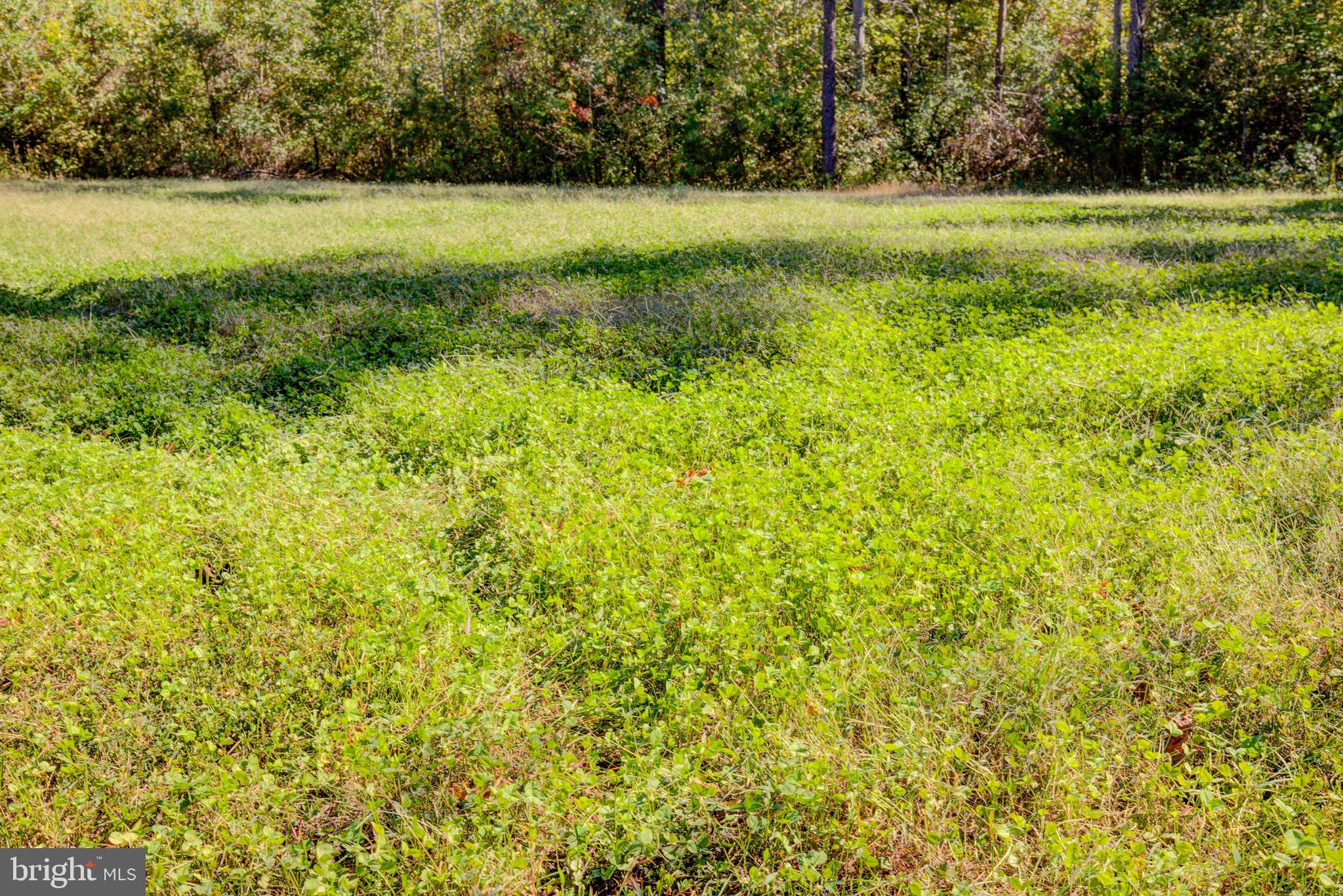 1421 Bohannon Road Bumpass, VA 23024 - Photo 38 of 55 Clover Food Plot