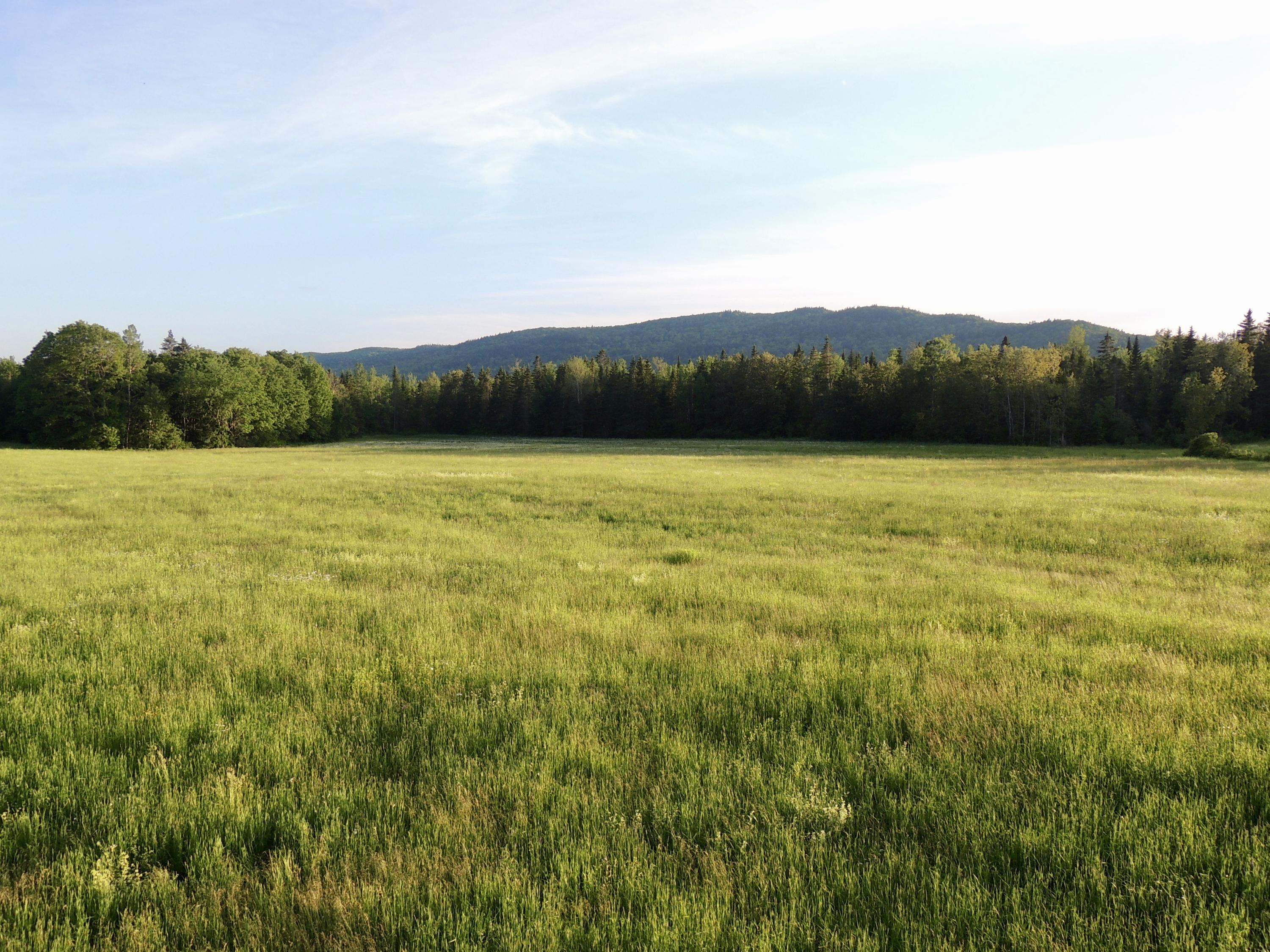 Map7-lot7 West Chapman Road Mapleton, ME 04757 - Photo 17 of 35 fullsizeoutput_cc