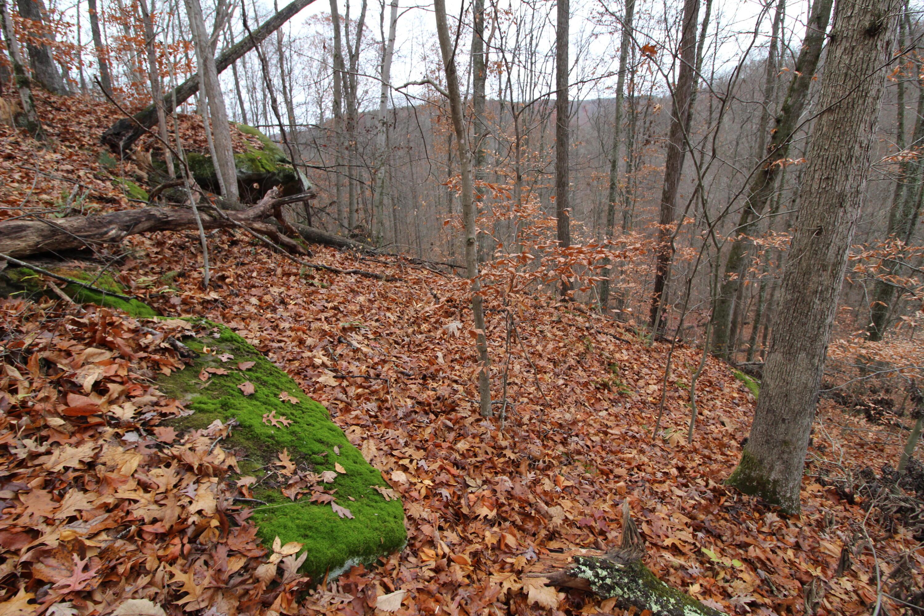 0 Wilson Run Road New Matamoras, OH 45767 - Photo 17 of 34 IMG_3562