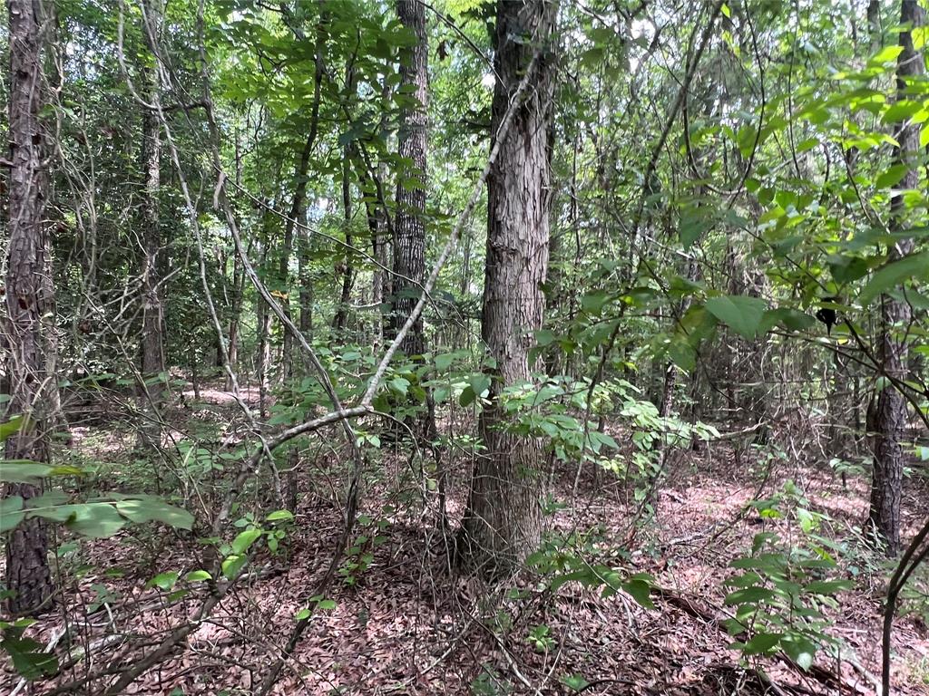 3245 Old Plain Dealing Road Plain Dealing, LA 71064 - Photo 11 of 25 a view of a plants in a forest