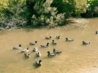 $1,495 | 733 Heavens Drive, Unit 2, Mandeville, LA 70471