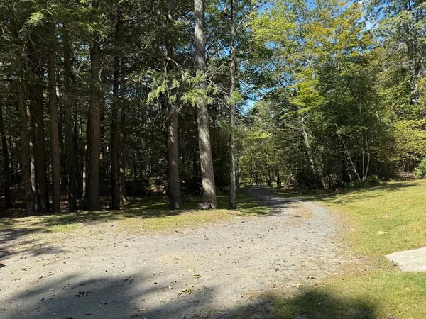 a view of a tree in the middle of a forest