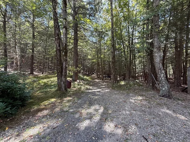 a view of a forest with trees in the background