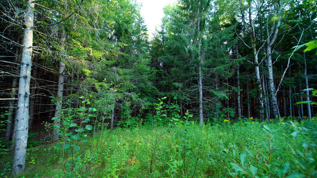 208 Springer Road Weston, ME 04424 - Photo 9 of 36 208-springer-rd-weston-2