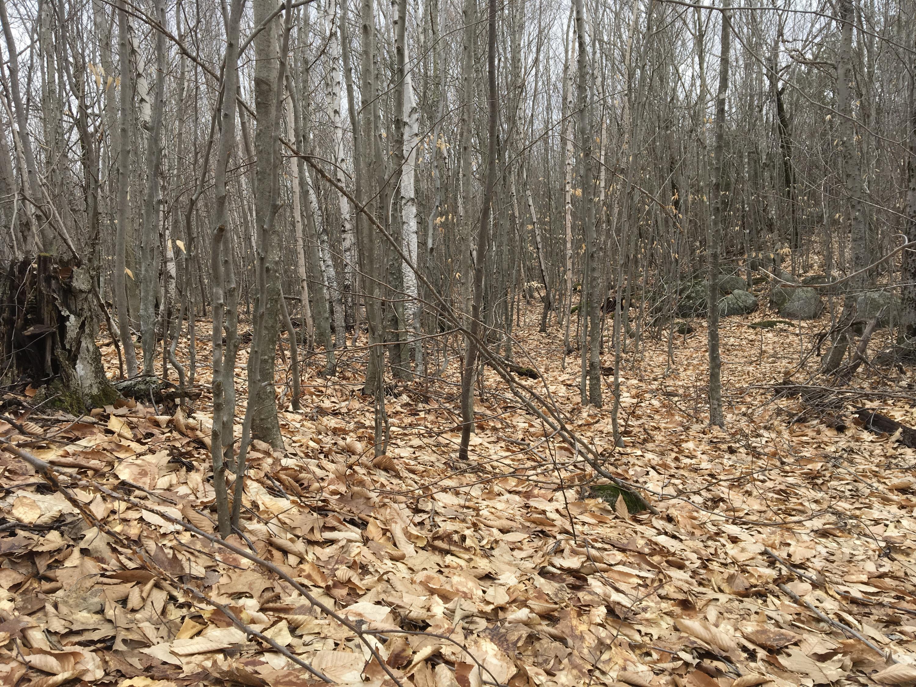 5 Map Road Lowell, ME 04493 - Photo 10 of 13 Photo Apr 22, 3 09 28 PM