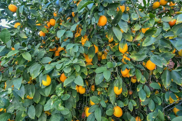 $749,000 | 2472 Grant Street, Brentwood, CA 94513