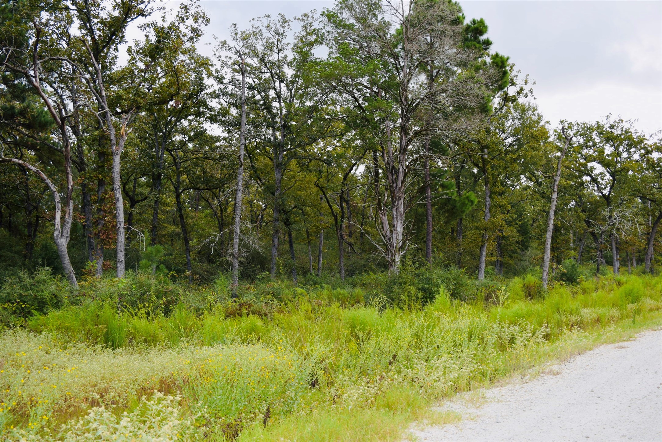 114 County Road 114 Centerville, TX 75833 - Photo 12 of 22 a view of a garden