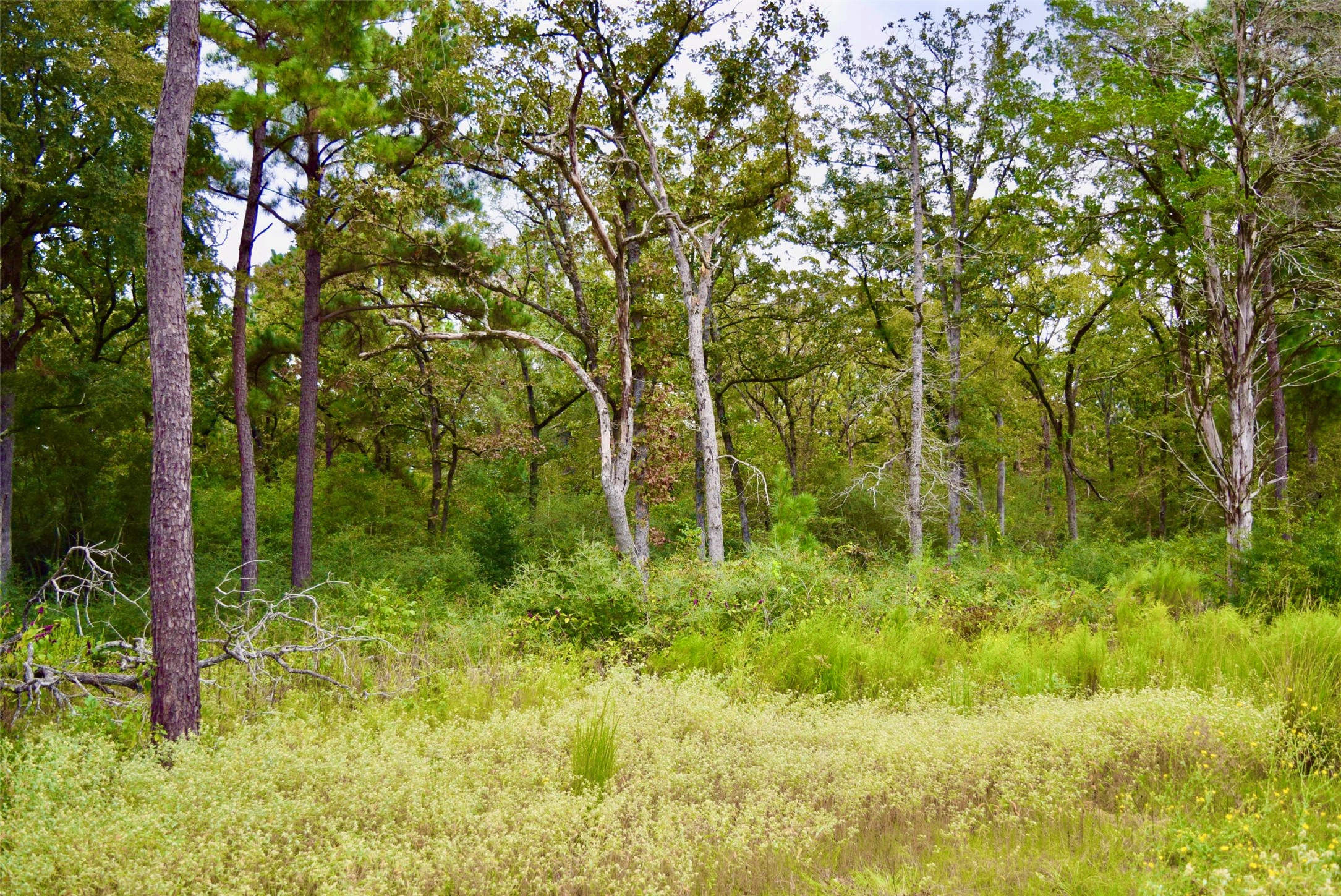 114 County Road 114 Centerville, TX 75833 - Photo 14 of 22 a garden view