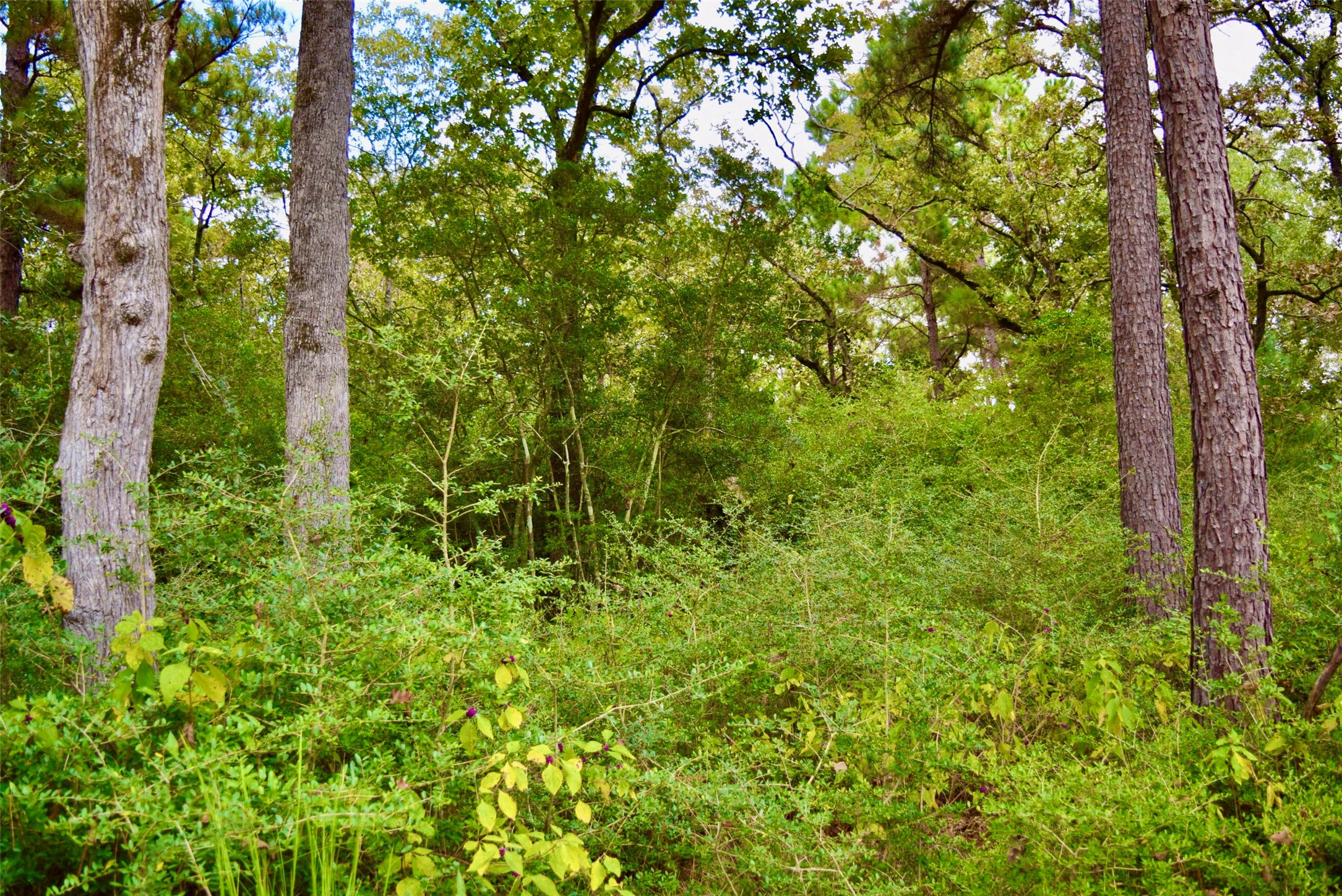 114 County Road 114 Centerville, TX 75833 - Photo 15 of 22 a view of a lush green forest