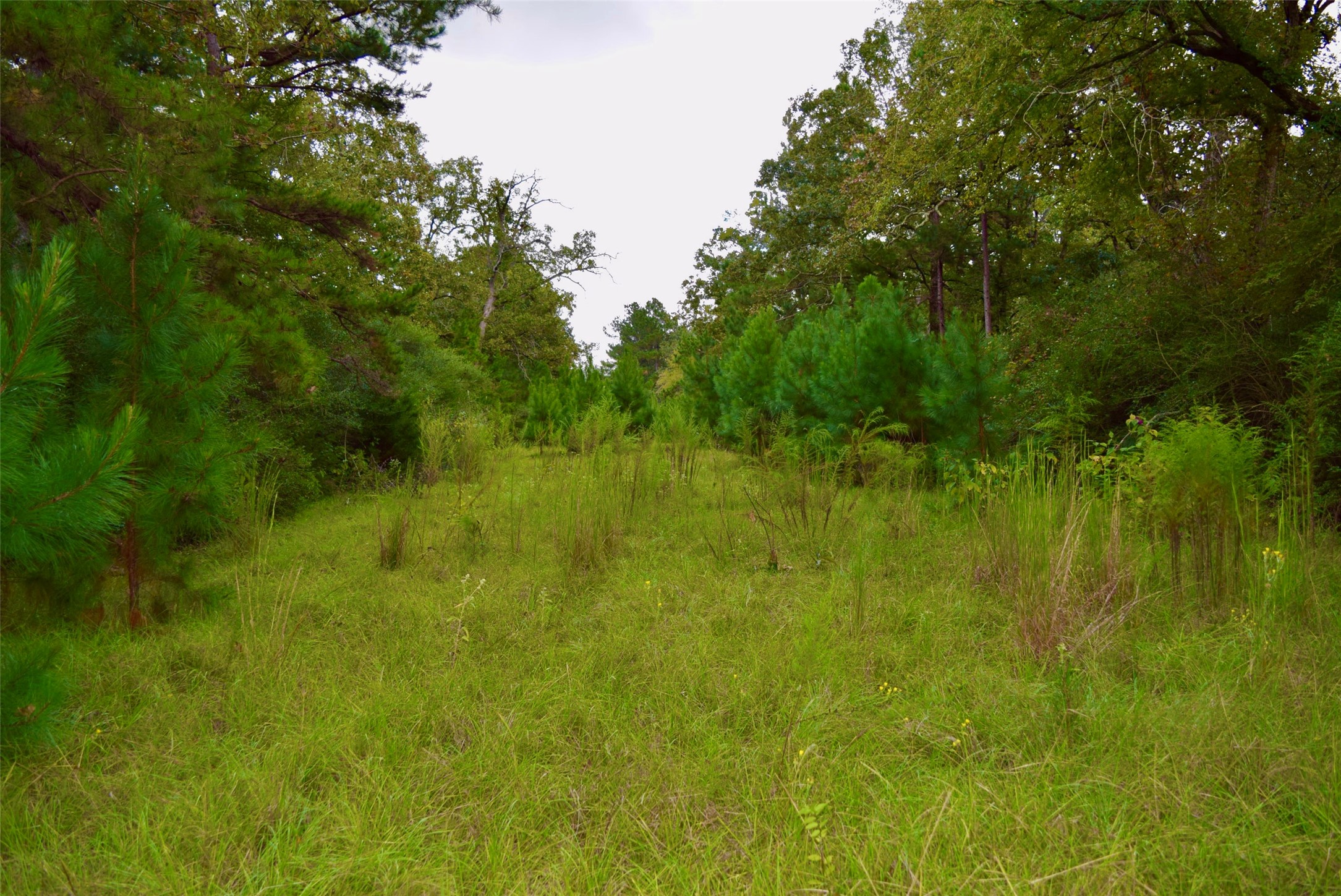114 County Road 114 Centerville, TX 75833 - Photo 18 of 22 a view of a lush green space